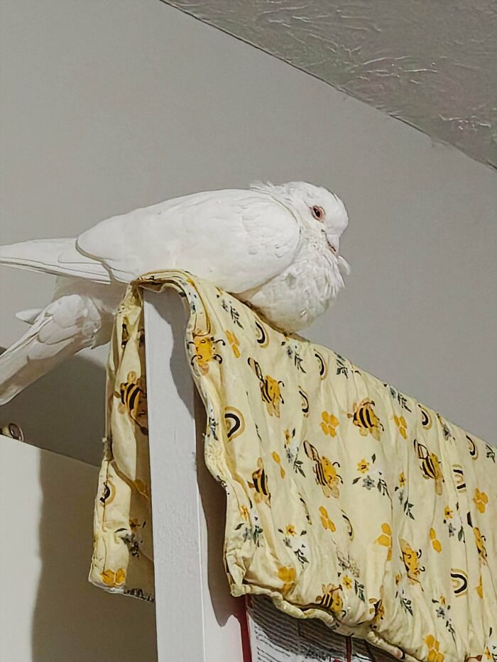 White adopted pet bird perched on a patterned yellow blanket hanging over a door, capturing soul-soothing pet vibes.