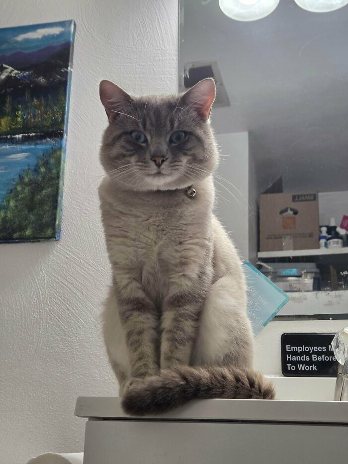 Gray tabby cat with blue eyes sitting on a bathroom counter in a soul-soothing adopted pets photo.