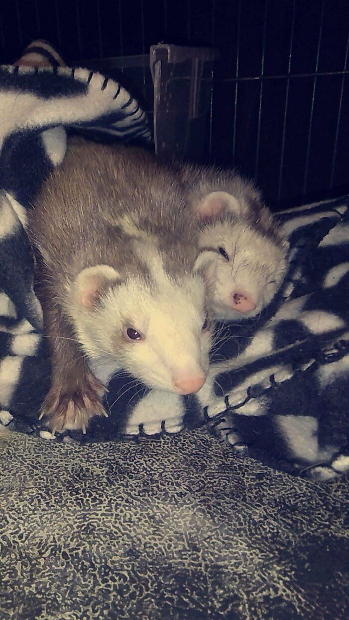 Two adopted ferrets resting closely together on a soft black and white blanket, cozy and calm.