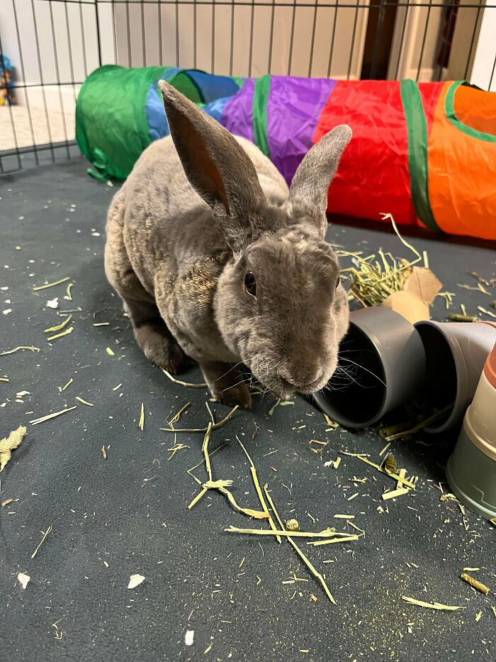 Gray adopted pet rabbit with large ears in an indoor playpen surrounded by colorful toys and scattered hay.