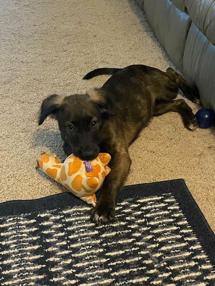 Adopted pet puppy lying on carpet with a giraffe plush toy, showcasing soul-soothing moments of adopted pets.