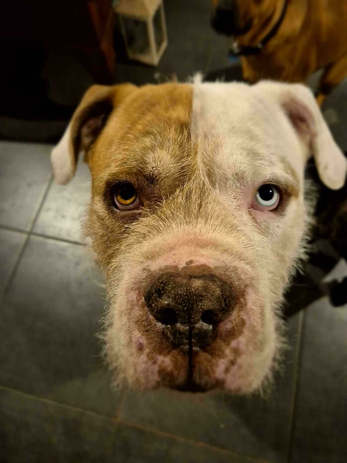 Close-up of adopted pet dog with one brown and one blue eye bringing instant warm fuzzies indoors.