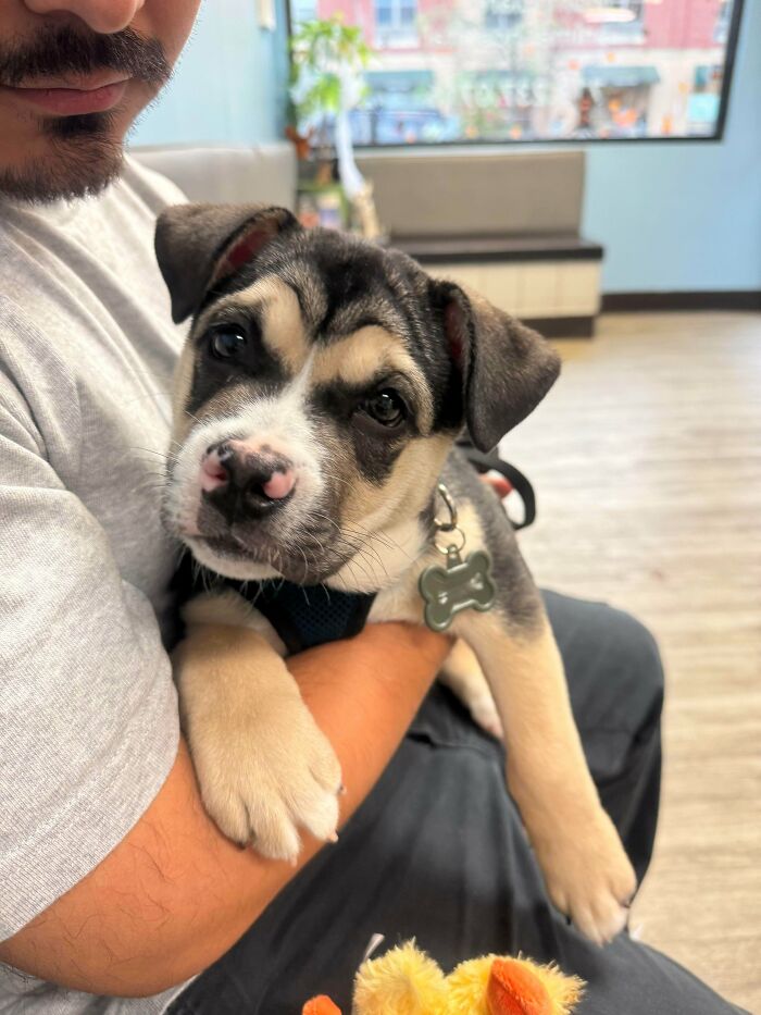Man holding an adopted puppy indoors, showcasing a soul-soothing moment with a pet to bring warm fuzzies.