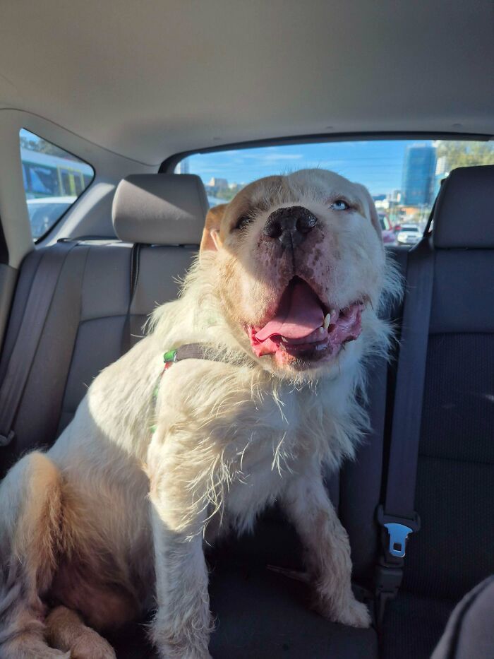 Happy adopted dog with one blue eye sitting in the back seat of a car on a sunny day