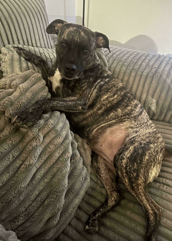 Brindle adopted dog resting comfortably on a soft textured couch, radiating warmth and calm in a cozy home setting.