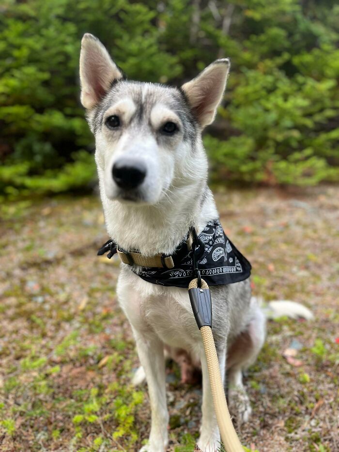 Adopted pet dog wearing a bandana outdoors, bringing warm fuzzies with a calm and soulful expression.