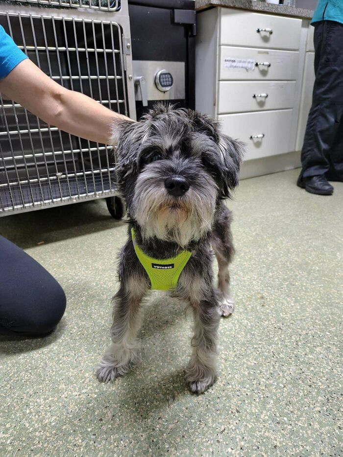 Small adopted pet dog wearing a yellow harness, standing indoors on speckled floor, being gently held by a person.