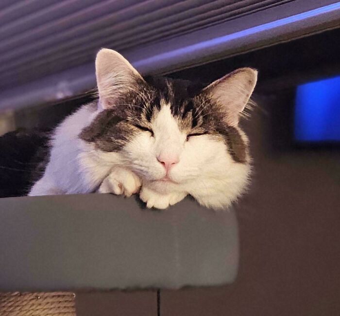 Sleeping cat resting its head peacefully on a gray surface, one of the animals enjoying a nap captured in a cozy setting.