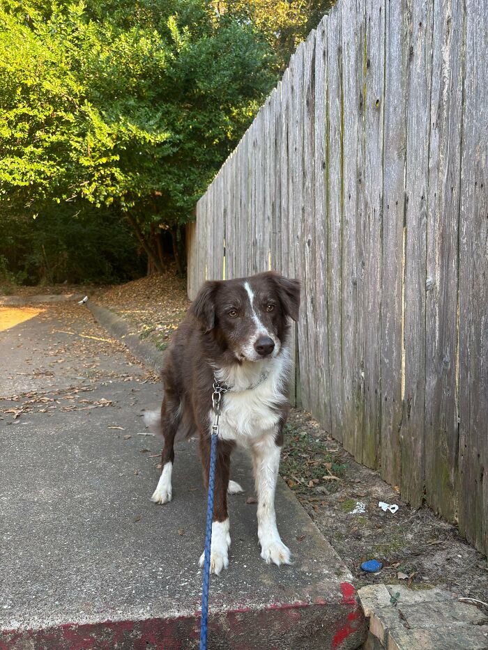 Adopted brown and white dog on a leash standing near a wooden fence on a sunny outdoor path.