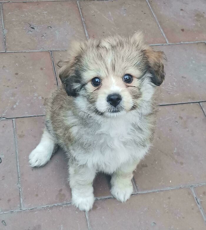Fluffy adopted puppy sitting on tiled floor looking up with soulful eyes capturing warm fuzzies.