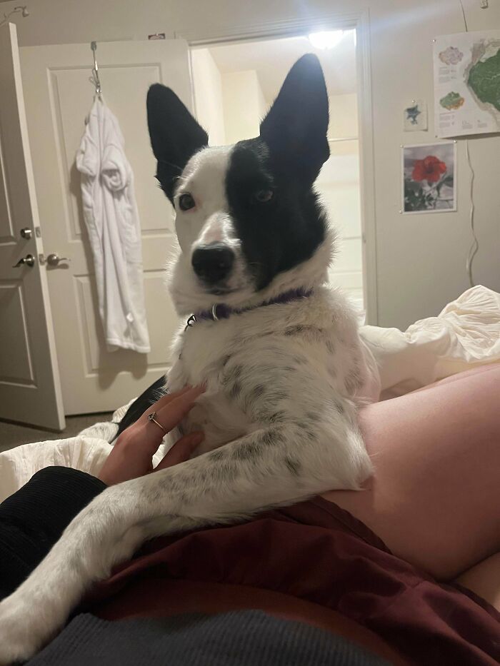 Black and white adopted dog resting on a person’s lap, offering a soul-soothing pet moment indoors.