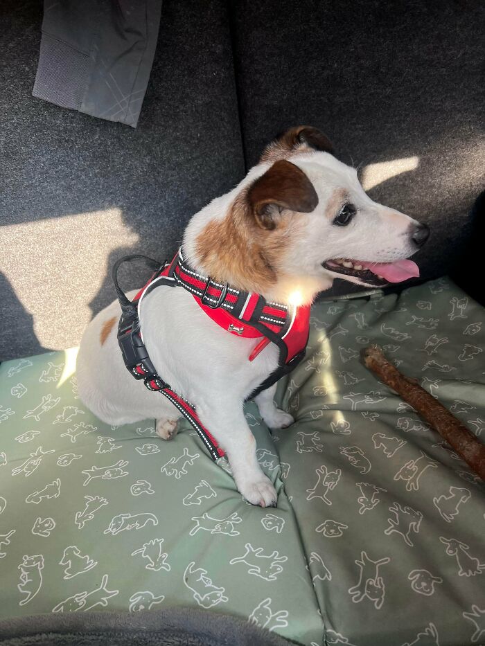 Small adopted dog wearing a red harness sitting on a patterned pet bed, showcasing soul-soothing adopted pet moments.