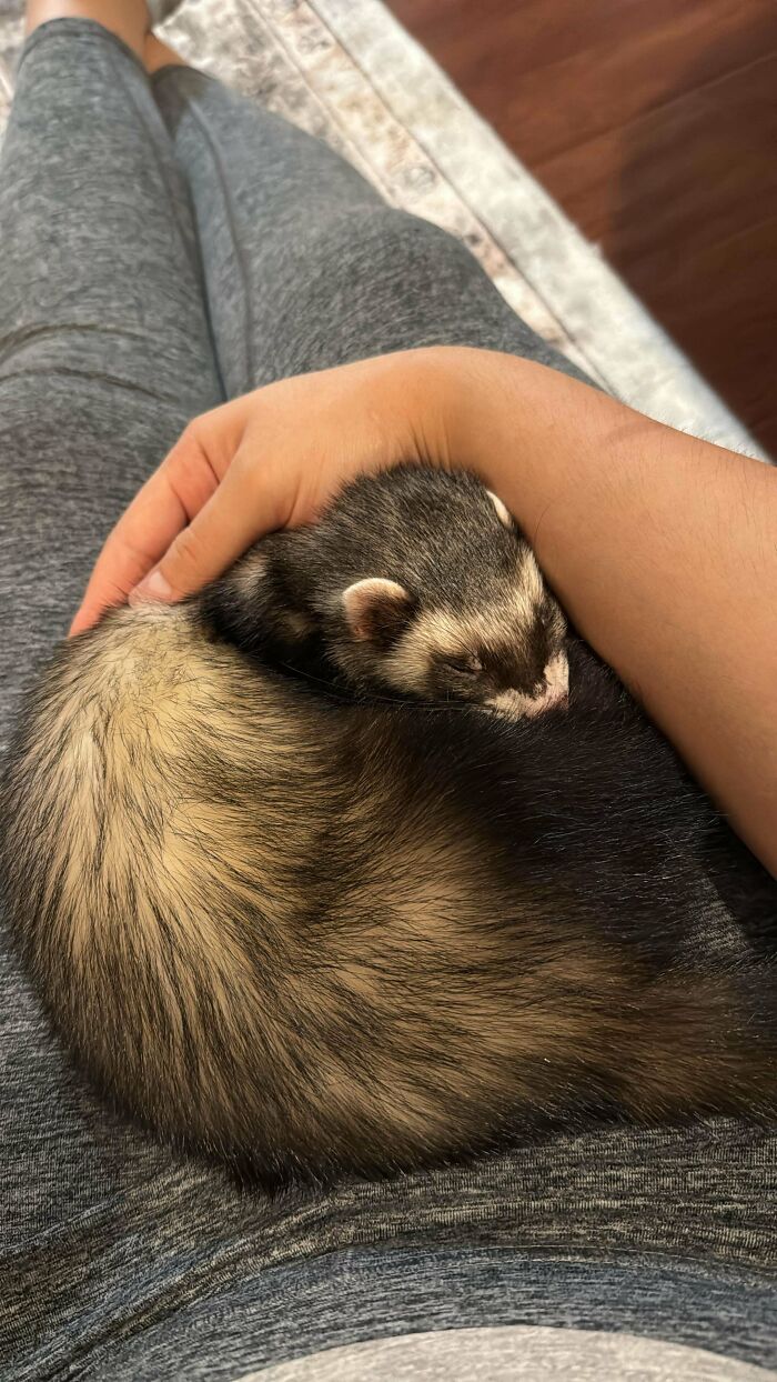 Person in gray pants gently holding a sleeping adopted ferret, showcasing soul-soothing pets and warm moments.