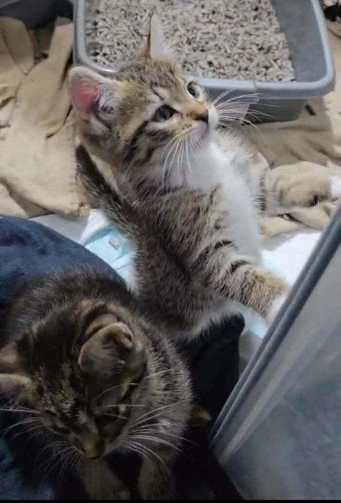 Two adopted kittens near a litter box, showcasing soul-soothing moments of adopted pets bringing warm fuzzies.