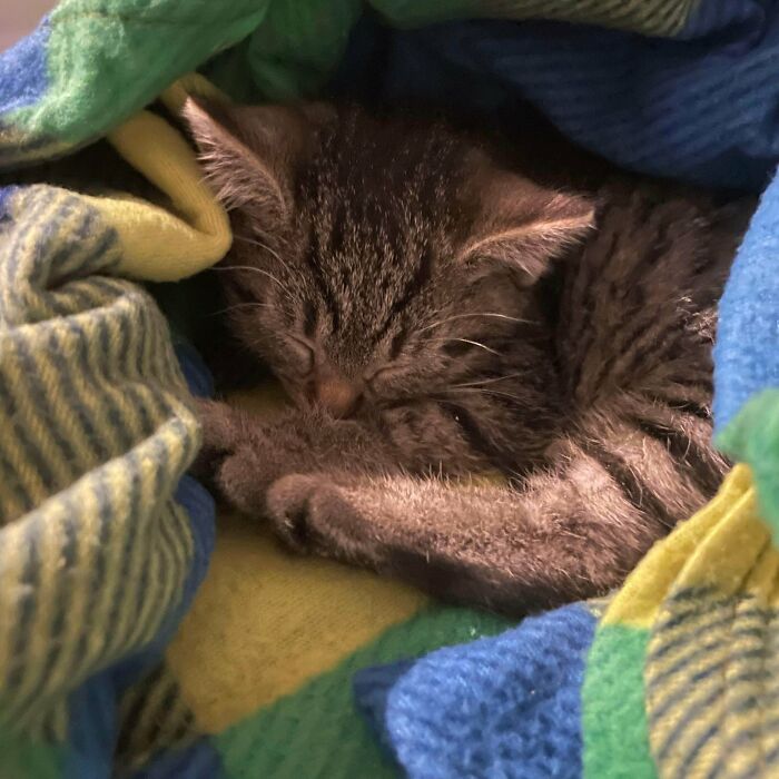 Sleeping tabby kitten curled up inside colorful soft blankets, capturing soul-soothing adopted pets warmth and comfort.