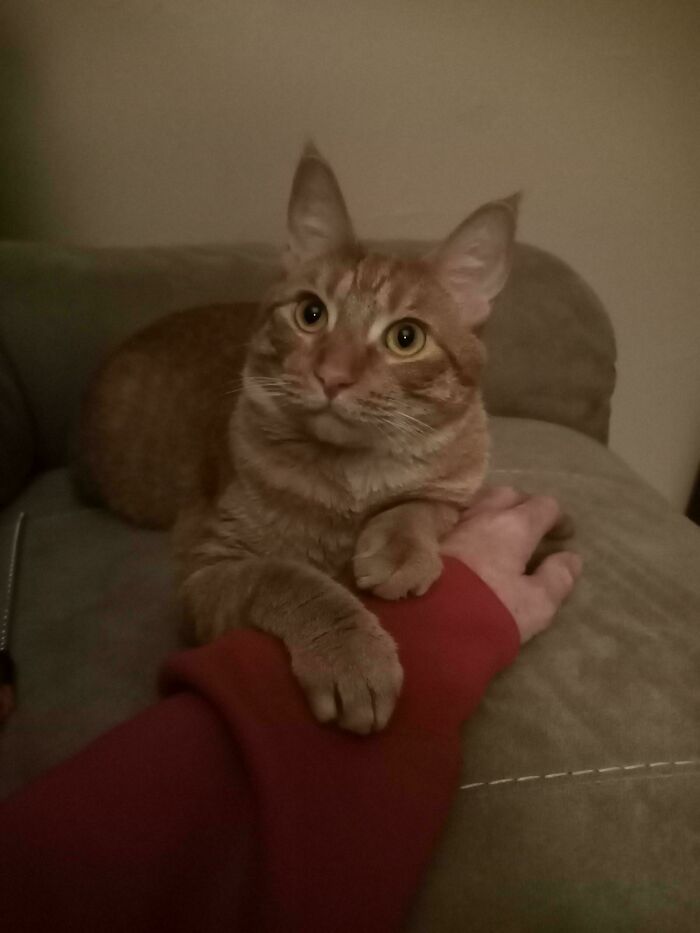 Adopted pet cat gently holding a person's arm on a couch, capturing a soul-soothing moment of warmth and connection.