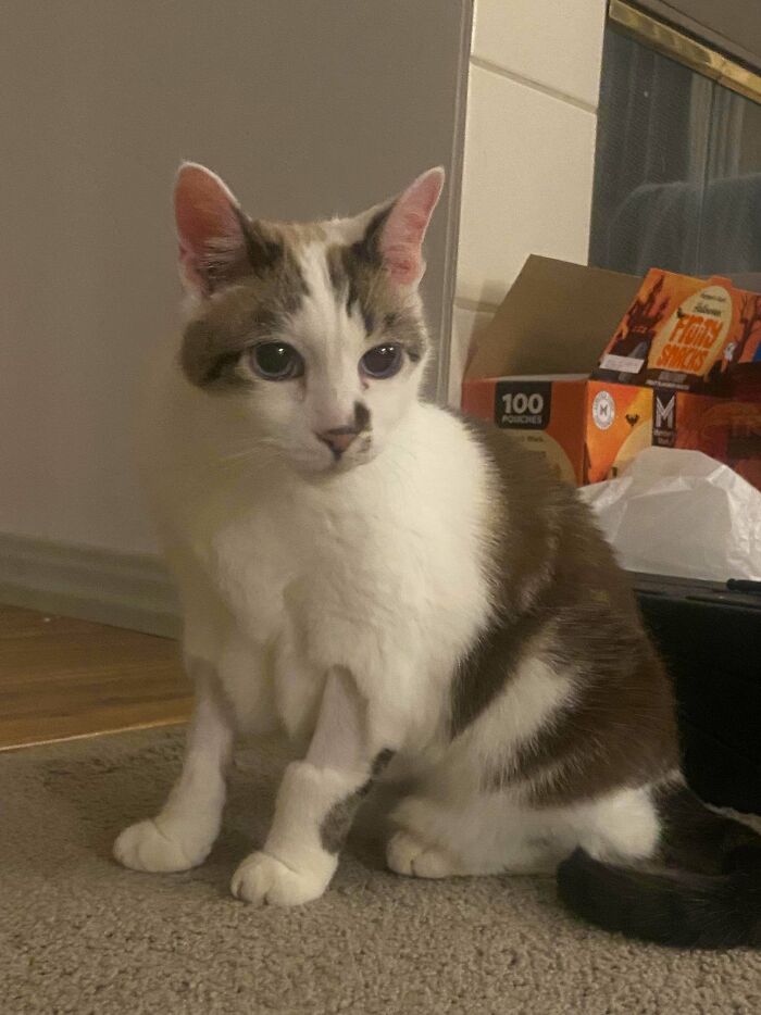 Adopted pet cat with white and brown fur sitting on carpet indoors, showcasing soul-soothing warmth and comfort.