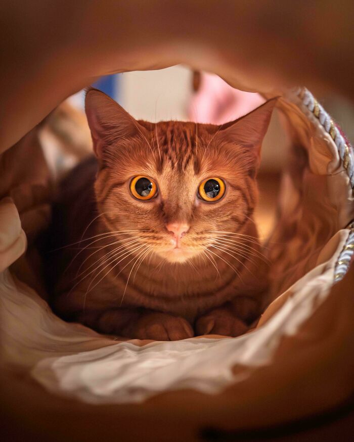 Adopted pet orange tabby cat with wide eyes resting inside cozy fabric tunnel for soul-soothing warmth.