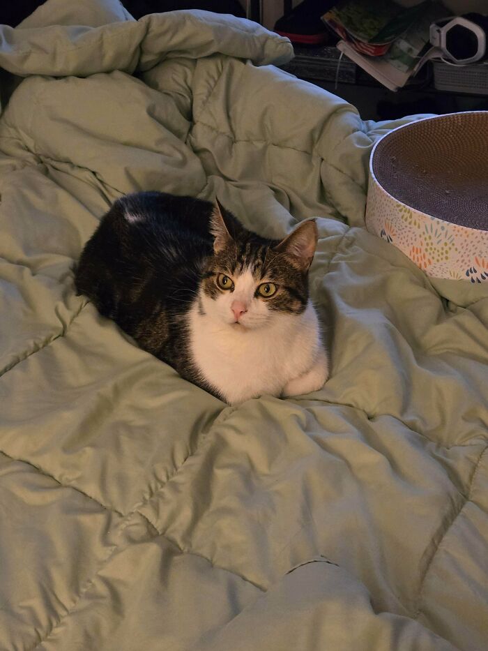 Tabby and white adopted cat resting comfortably on a soft bed, showcasing soul-soothing moments of adopted pets.