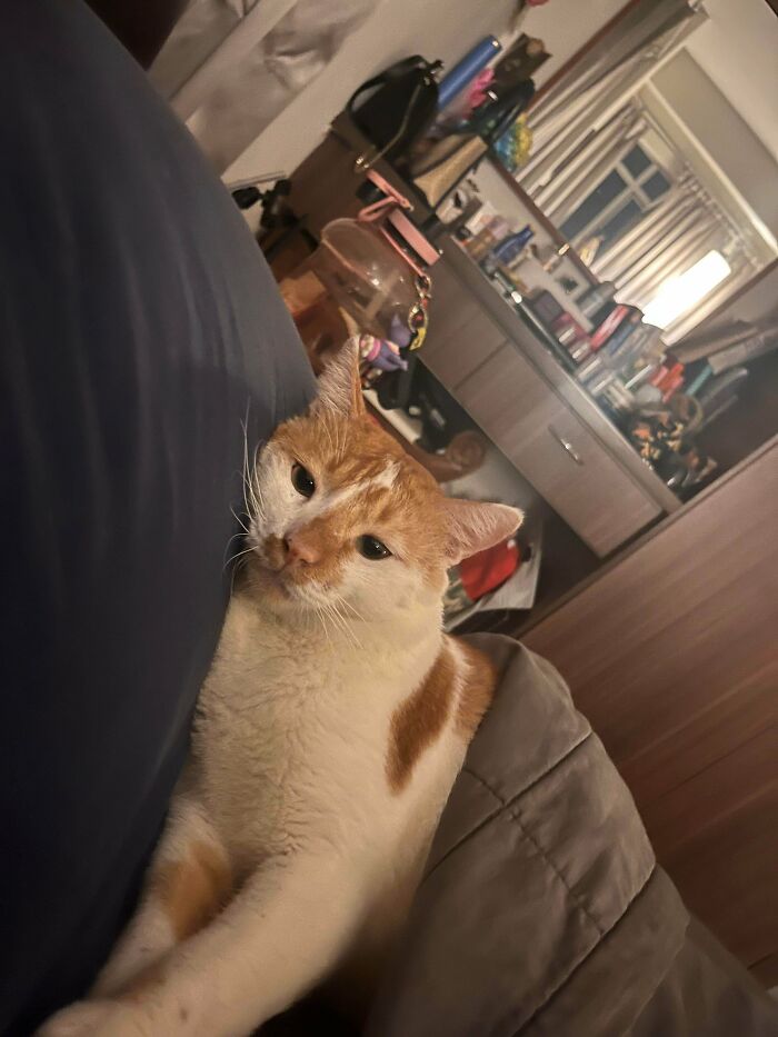 Orange and white adopted cat resting on a bed, showcasing soul-soothing pets bringing instant warm fuzzies.