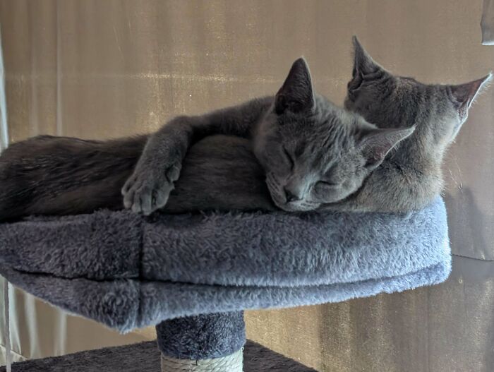 Two adopted cats cuddled and sleeping together on a cozy cat tree, capturing soul-soothing moments of adopted pets.