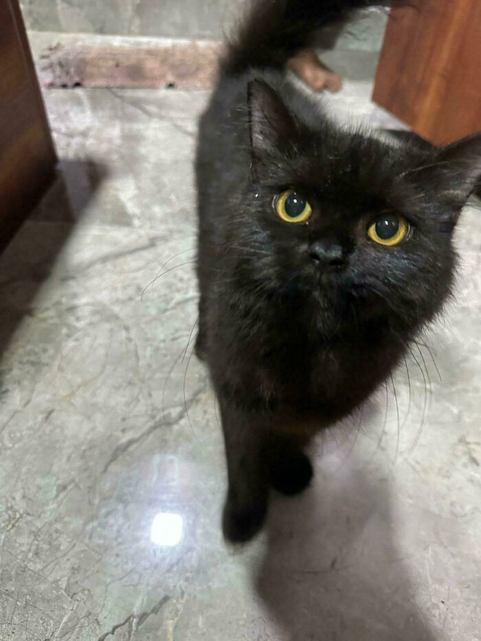 Black adopted cat with bright yellow eyes standing on a marble floor bringing warm fuzzies and comfort.