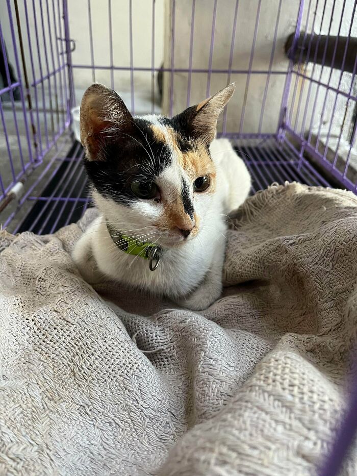Calico cat resting on a blanket inside a cage, showcasing adopted pets in soul-soothing and heartwarming moments.