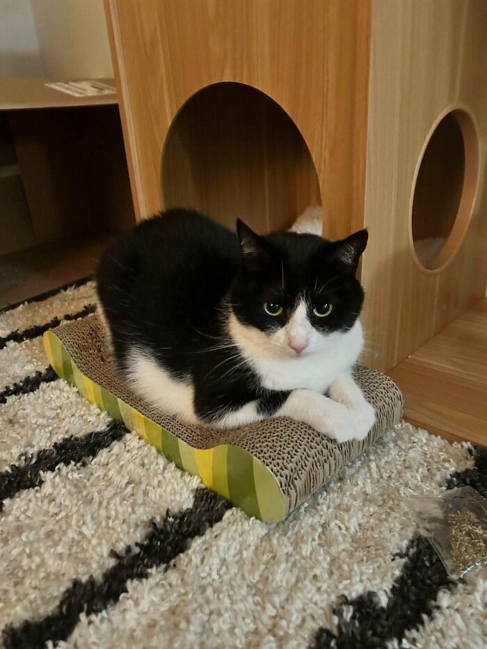 Black and white adopted cat resting on a scratch pad in front of a wooden pet house on a textured rug.