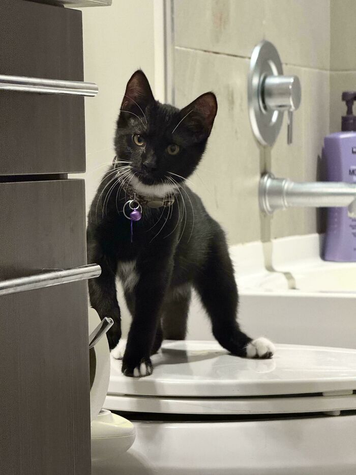 Black and white adopted kitten with a purple bell collar standing on a closed toilet seat in a bathroom setting