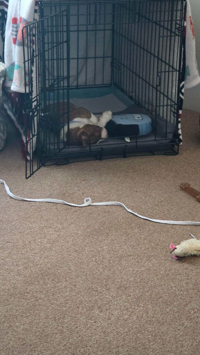 Sleeping adopted puppy inside a cozy pet crate surrounded by toys, capturing soul-soothing moments of adopted pets.