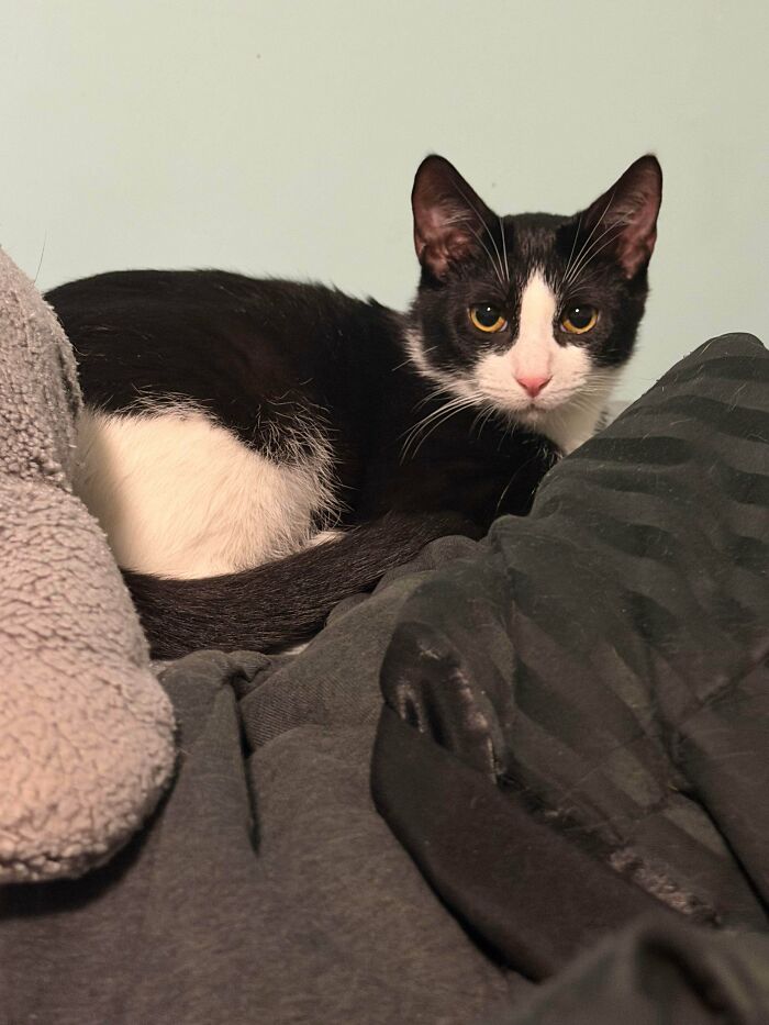 Black and white adopted cat resting on cozy blankets, one of 87 soul-soothing photos of adopted pets for warm fuzzies