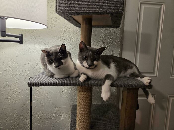 Two adopted cats resting together on a cat tree, showcasing soul-soothing moments with adopted pets indoors.