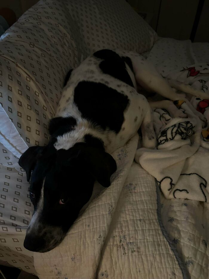 Black and white adopted dog resting on a bed with patterned blankets, showcasing soul-soothing photos of adopted pets.