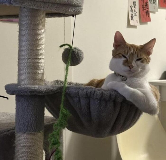 Cat lounging in a cozy hammock on a cat tree, showcasing wholesome animal comedy in a playful setting.