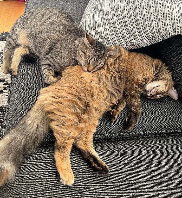 Two cats enjoying a nap together on a couch, showcasing animals enjoying a nap in a cozy setting.