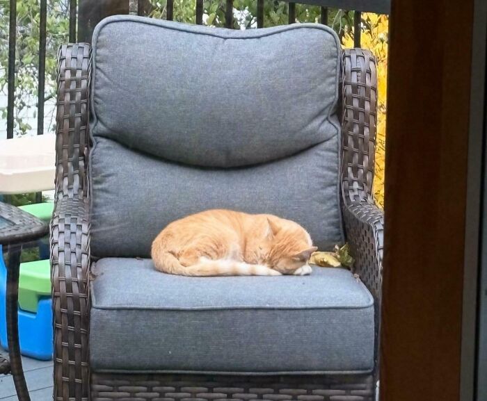 Orange cat enjoying a nap curled up on a cushioned outdoor chair, surrounded by a patio setting and greenery.