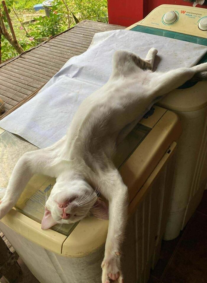 Cat enjoying a nap stretched out on top of a washing machine in a relaxed and peaceful pose.