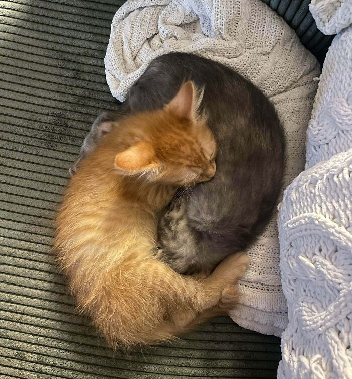Two kittens enjoying a nap curled up together on a cozy blanket, capturing animals enjoying a nap.