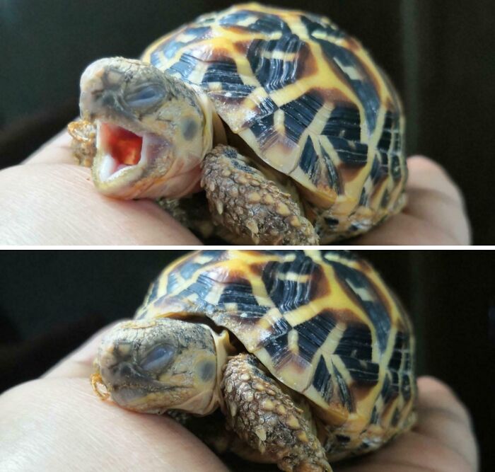 Close-up of a small tortoise enjoying a peaceful nap while resting on a person's hand.