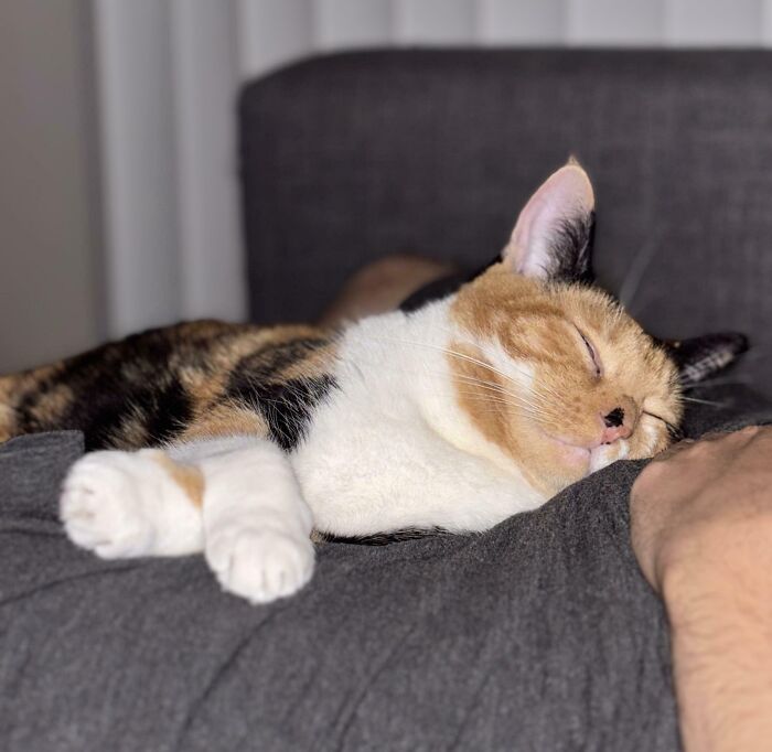 Calico cat peacefully napping on a person's chest, showcasing animals enjoying a nap captured in a cozy moment.