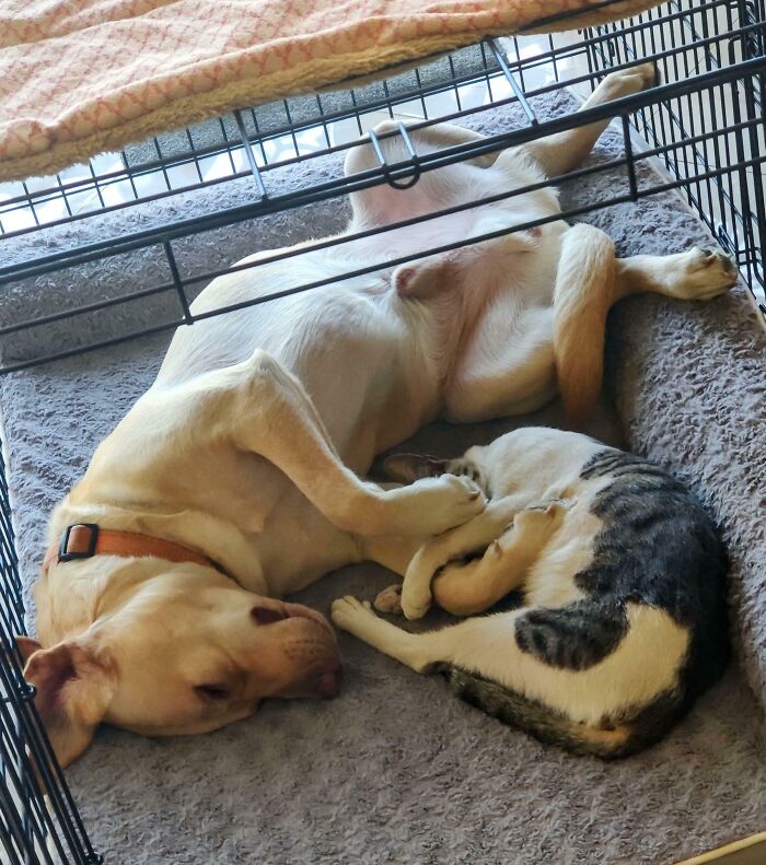 Dog and cat enjoying a nap together inside a cozy pet crate, showcasing animals peacefully napping side by side.