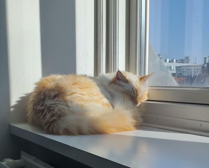 Fluffy cat enjoying a peaceful nap on a sunny windowsill, showcasing animals enjoying a nap in daylight.