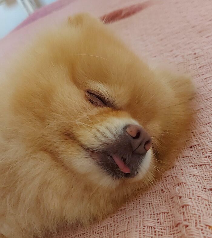 Fluffy dog enjoying a peaceful nap on a pink blanket, showcasing animals enjoying a nap in a cozy setting.