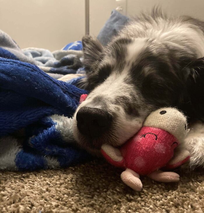 Dog enjoying a nap cuddling a plush toy on a carpet, showcasing animals enjoying a nap in a cozy setting.