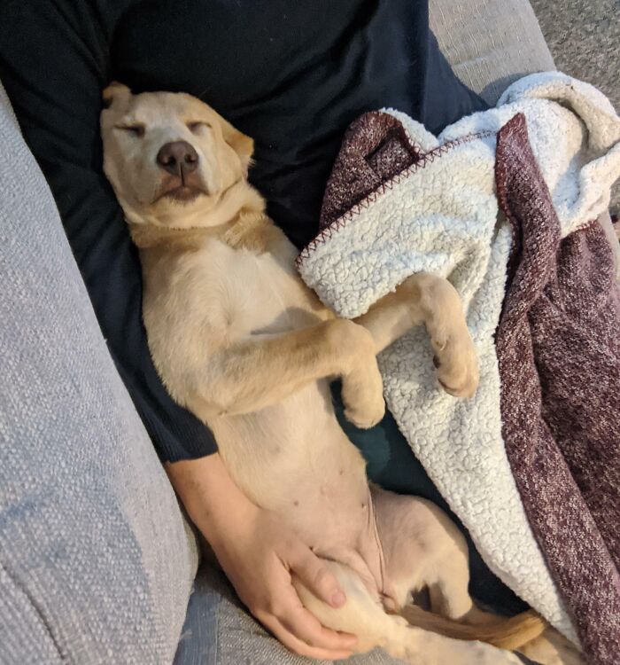 Sleeping dog cuddled in a blanket on a couch, showing animals enjoying a nap in a cozy home setting.