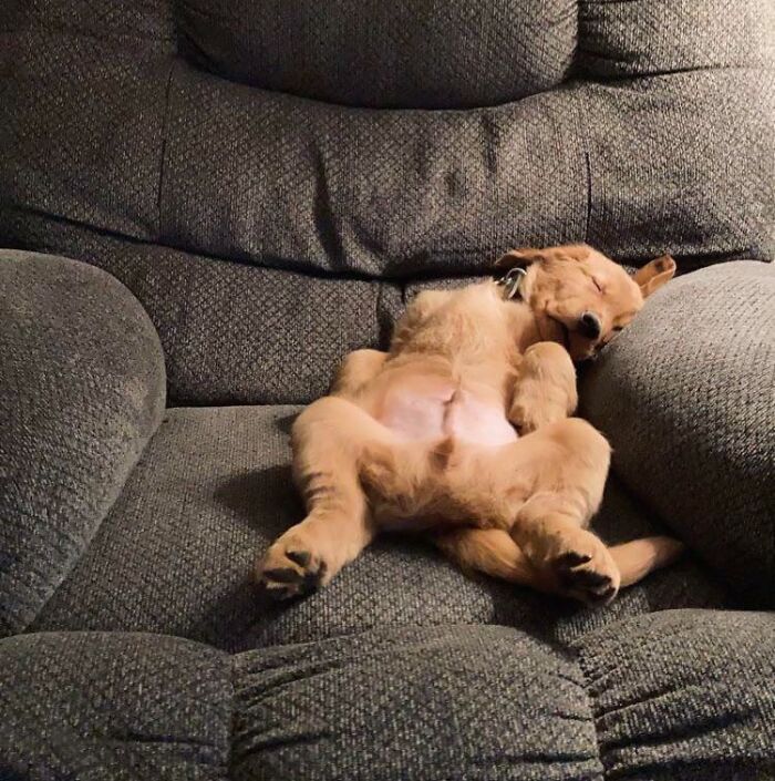 Sleeping puppy lying on its back on a cushioned chair, one of 124 times people saw animals enjoying a nap.