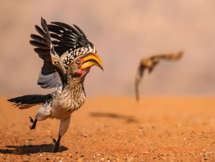 Hornbill bird in mid-run on sandy ground, showcasing wildlife comedy moments from Nikon Comedy Wildlife Awards finalists.
