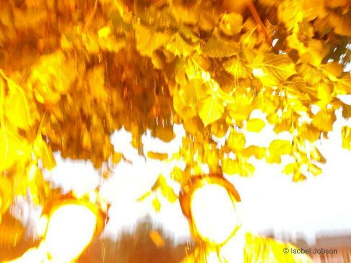 Blurry photo under bright yellow leaves with two people barely visible, capturing a moment before disaster struck.