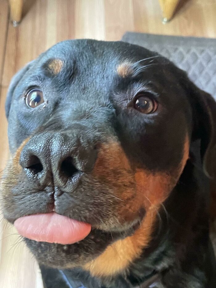 Close-up of a dog with its tongue sticking out, one of the hilarious photos people managed to take before disaster struck.