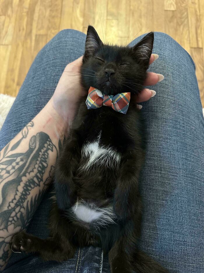 Black kitten wearing a plaid bow tie peacefully napping on a person's tattooed arm and lap, enjoying a cozy animal nap moment